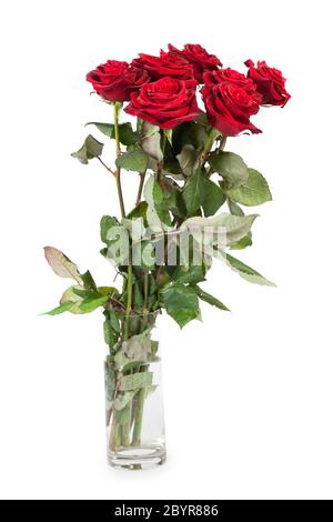 Three fresh red roses over white background Stock Photo
