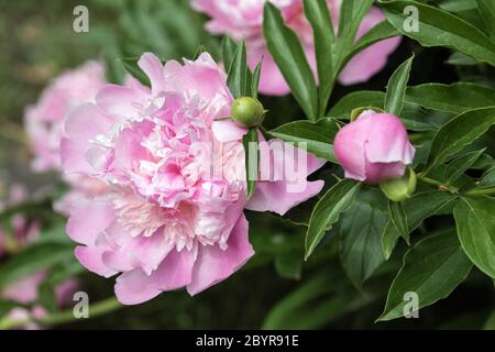 Closeup of pink peonies and bud in Canadian garden in springtime. Stock Photo