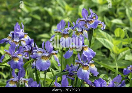Closeup of purple Siberian Irises in spring garden in Quebec,Canada. The background is leafy green. Stock Photo