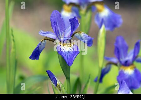 Closeup of  fresh spring blooming purple Siberian Irises and bud in Canadian garden. The background is bokeh floral pattern Stock Photo