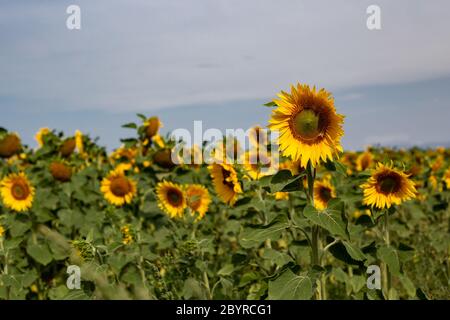 A field of glowing yellow sunflowers all looking towards the sun in Canterbury, New Zealand Stock Photo
