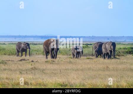 Elephant family walks on green grass savanna with blue sky and copy space in Amboseli National Park, Kenya, Africa. 'Loxodonta Africana' wildlife Stock Photo