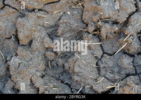 dry cracked earth texture. Dry cracked earth background, cracked earth texture. Stock Photo