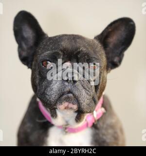 French Bulldog Stock Photo
