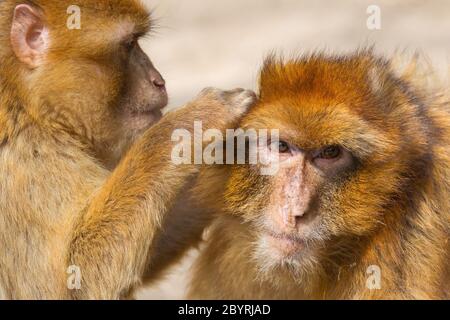 Two mature Barbary Macaque grooming Stock Photo
