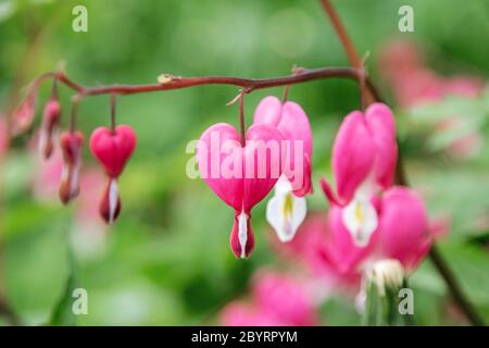 Heart shaped dicentra flower among green leaves close up Stock Photo