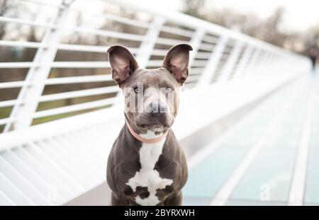 Pet portrait of tuxedo pit bull terrier on Sundial Bridge, Redding Stock Photo