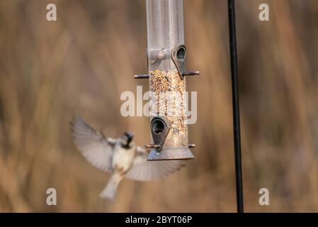 Male house sparrow flying to a garden bird feeder with mixed seed Stock Photo