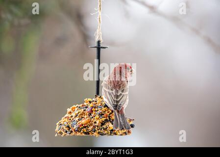 Closeup of a male house finch perched on a bell shaped birdseed feeder Stock Photo