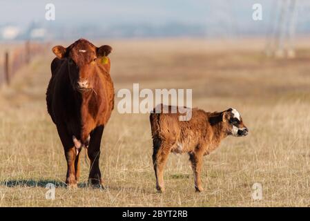 Red cow and calf in northern california free range cattle farm pasture Stock Photo