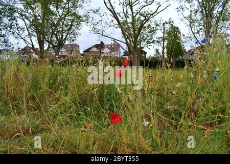 UK annual seed plants and flowers attract bees butterflies in west London Identify wildflowers and learn about nature when hiking camping or gardening Stock Photo