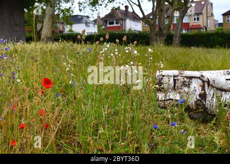 Easy to grow native to the UK wildflowers Vivid red black centre poppies. Blue cornflower heads on long stalks attract butterflies that feed on nectar Stock Photo