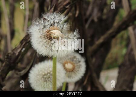Macro shot of dandelion flower in horizontal view seed ball position after yellow flower and blurred background rest of photo shallow depth of field Stock Photo