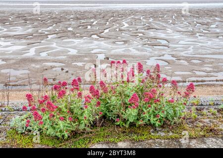 Red valerian, Centranthus ruber, growing on the shore of The Wash on the Norfolk coast. Stock Photo