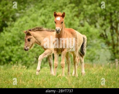 Two pretty and cute foals, a black one, a dun horse and a chestnut, Icelandic horse, foals, are playing and grooming together in the meadow, animal we Stock Photo