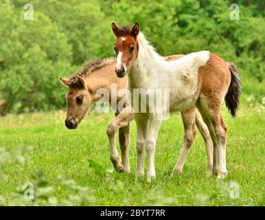 Two cute and awesome little foals of Icelandic horses, a skewbald and a duncolored one, are playing and grooming together and practice social learning Stock Photo