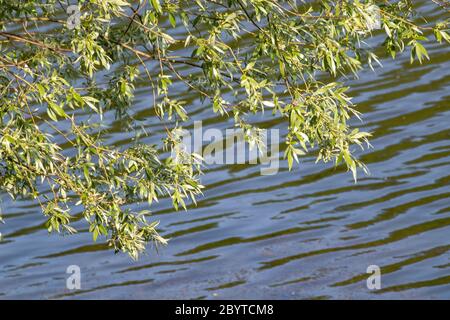 Bright sunny green tree leaves and branches close-up on river water bank. Natural fresh summer riverside background Stock Photo
