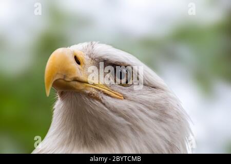 Portrait of a bald eagle head close-up on blurry natural background. Powerful bird in wild life Stock Photo
