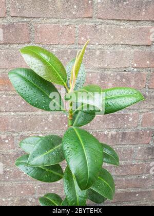 Rubber plant or rubber fig (latin: Ficus elastica) with water droplets on the leaves Stock Photo
