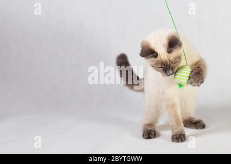 The kitten plays with the ball on the rope on a light background. Stock Photo
