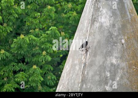 A lone crow perched on the pointed roof of an old castle in a beautiful park. Stock Photo