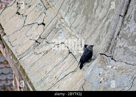 Several crows lined up on the pointed roof of an old castle in a beautiful park. Stock Photo