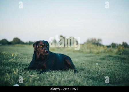 dramatic dog sitting on grass advertising vet canine Stock Photo