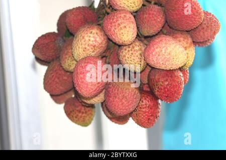 Fresh red litchi, lichee, lychee, or litchi is in hanging condition isolated on colorful background, close up photography Stock Photo