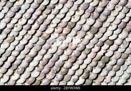 Scallop Shells Background Isla Arousa Galicia Spain Stock Photo
