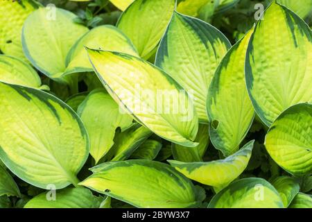 Hosta Gold Standard Stock Photo