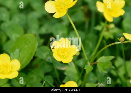 Yellow wild flowers growing on the grass with flying ant. Stock Photo