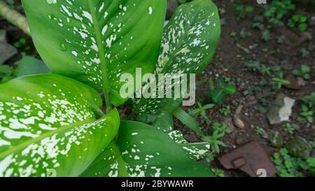 Caladium bi color, Queen of the Leafy Plants for decorating, family Araceae, elephant ear, Alocasia, Colocasi plant leaves Stock Photo