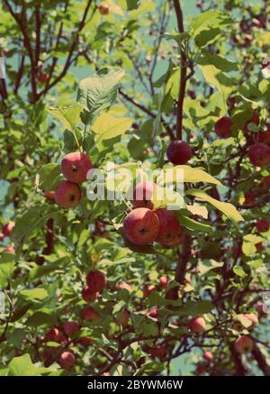 red apples on branches - vintage retro style Stock Photo