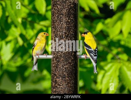 A male and female goldfinch are perched across from each other while they eat niger seed from a feeder Stock Photo