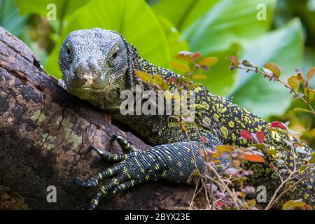Salvadori's monitor is one of the longest lizards in the world It is an arboreal lizard with a dark green body marked with bands of yellowish spots. Stock Photo