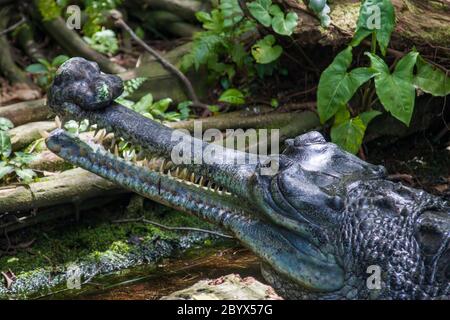 The gharial (Gavialis gangeticus) rests in the pond. It is a crocodilian in the family Gavialidae, native to sandy freshwater river banks in the plain