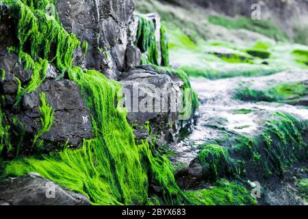 Bright green seaweed growing on rocks Stock Photo