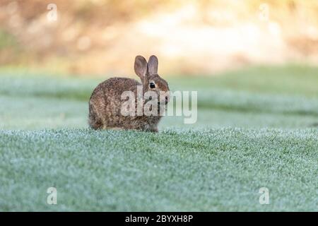 Marsh rabbit Sylvilagus palustris eats green grass in Fort Myers, Florida. Stock Photo