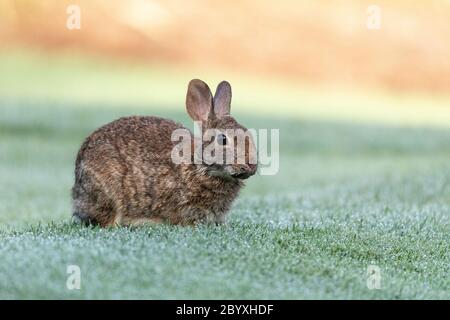 Marsh rabbit Sylvilagus palustris eats green grass in Fort Myers, Florida. Stock Photo