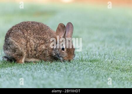 Marsh rabbit Sylvilagus palustris eats green grass in Fort Myers, Florida. Stock Photo