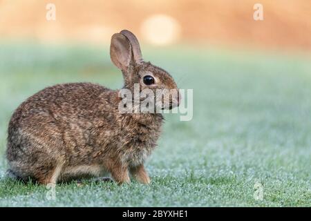 Marsh rabbit Sylvilagus palustris eats green grass in Fort Myers, Florida. Stock Photo