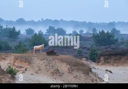 sheep on sand dune in misty morning Stock Photo