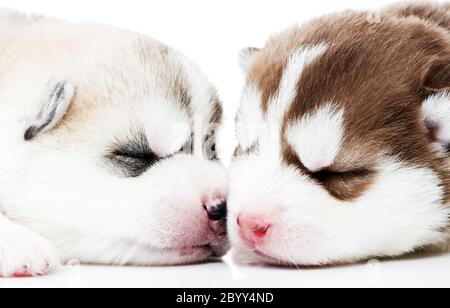 Close-up sleeping husky puppy Stock Photo