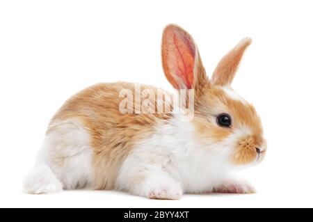one young baby rabbit isolated Stock Photo