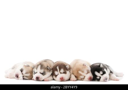 sleeping puppy of Siberian husky dog Stock Photo