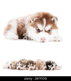 collection of little puppy of Siberian husky Stock Photo