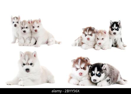 collection of little puppy of Siberian husky Stock Photo