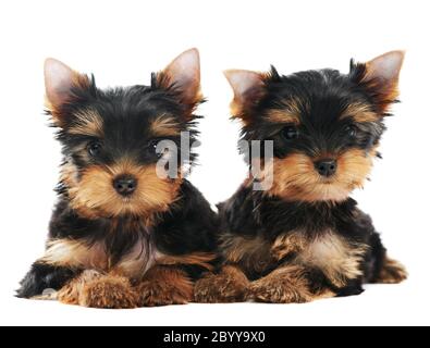 Two Yorkshire Terrier 3 month puppies dog Stock Photo