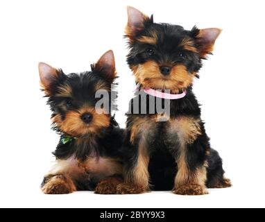 Two Yorkshire Terrier 3 month puppies dog Stock Photo