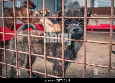 Portrait of sad dog in shelter behind fence waiting to be rescued and adopted to new home. Shelter for animals concept Stock Photo